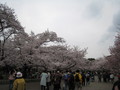 [京都][桜]府立植物園