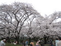 [京都][桜]府立植物園