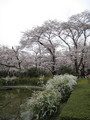 [京都][桜]府立植物園