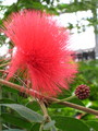 [京都]府立植物園