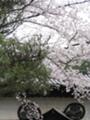 [京都][桜]知恩院