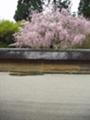 [京都][桜]龍安寺