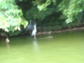 [松江]堀川めぐり