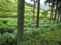 [宇治]三室戸寺