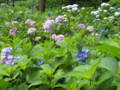 [宇治]三室戸寺