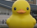 [アヒル]