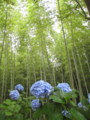 [嵐山][天龍寺]