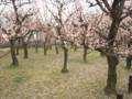 [大阪城公園][梅]