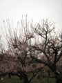 [大阪城公園][梅]