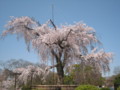 [円山公園]