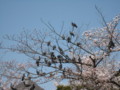 [円山公園]鳩のなる木