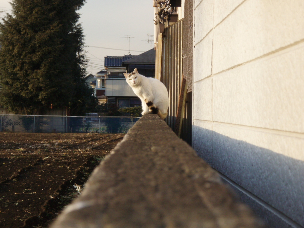 20090126160853