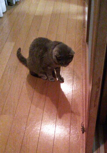 f:id:ka-gu:20130621074748j:image:w360 f:id:ka-gu:20130621074748j:image:w360