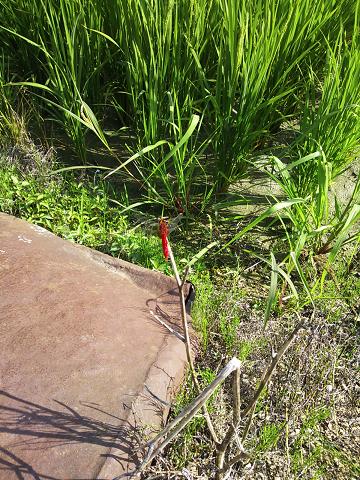 f:id:ka-gu:20130714074205j:image:w360 f:id:ka-gu:20130714074205j:image:w360