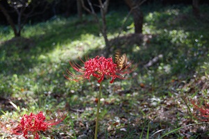 f:id:ka-gu:20130926161840j:image:w360 f:id:ka-gu:20130926161840j:image:w360