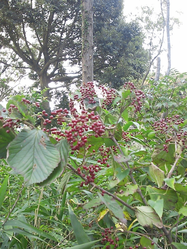 f:id:ka-gu:20131028073209j:image:w360 f:id:ka-gu:20131028073209j:image:w360