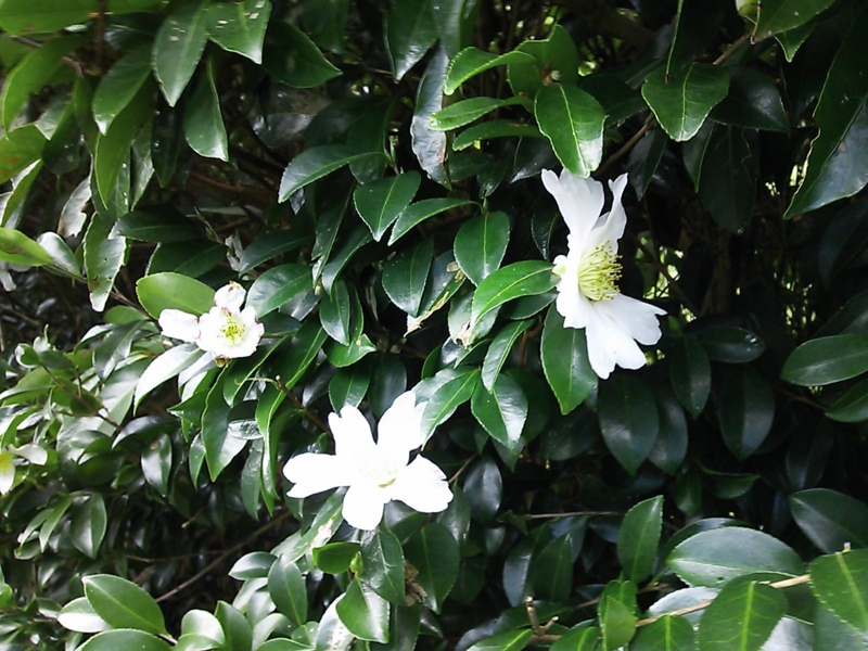 f:id:ka-gu:20131029100220j:image:w360 f:id:ka-gu:20131029100220j:image:w360