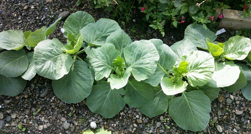 f:id:ka-gu:20141008191508j:image:w360 f:id:ka-gu:20141008191508j:image:w360