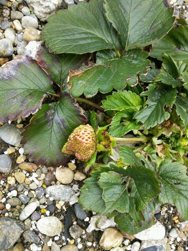 f:id:ka-gu:20150225202416j:image:w360 f:id:ka-gu:20150225202416j:image:w360