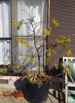 f:id:ka-gu:20160312201143j:image