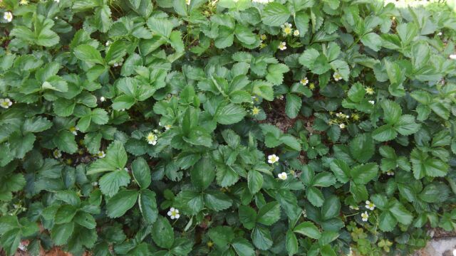 f:id:ka-gu:20160415193725j:image