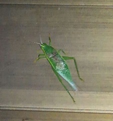 f:id:ka-gu:20160905220834j:image f:id:ka-gu:20160905220834j:image