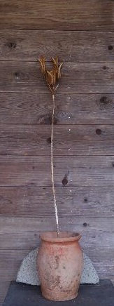 f:id:ka-gu:20170122151642j:image