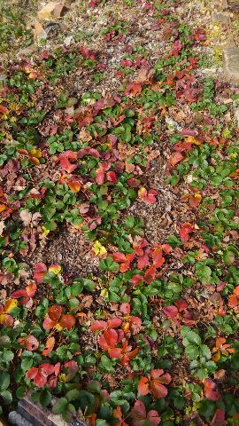 f:id:ka-gu:20170122151759j:image