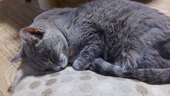 f:id:ka-gu:20170308214944j:image f:id:ka-gu:20170308214944j:image