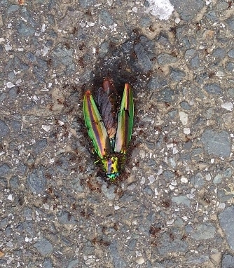 f:id:ka-gu:20170607081510j:image