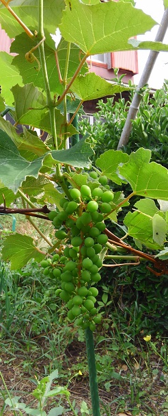 f:id:ka-gu:20170609081709j:image f:id:ka-gu:20170609081709j:image