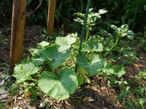 f:id:ka-gu:20170623205059j:image f:id:ka-gu:20170623205059j:image