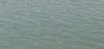 f:id:ka-gu:20170623205226j:image f:id:ka-gu:20170623205226j:image