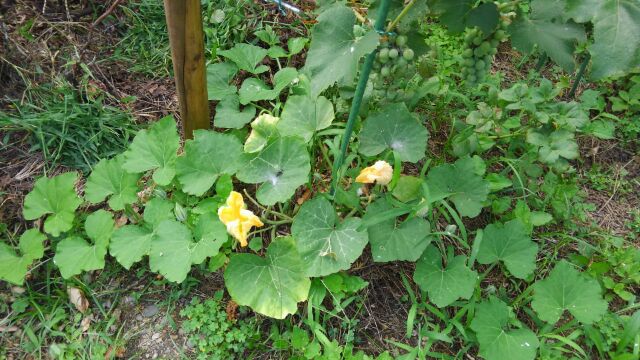 f:id:ka-gu:20170707192337j:image f:id:ka-gu:20170707192337j:image