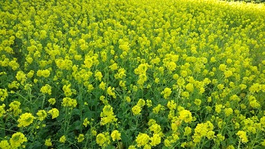 f:id:ka-gu:20190119191523j:image f:id:ka-gu:20190119191523j:image