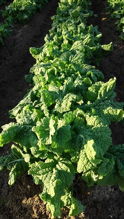 f:id:ka-gu:20190119191535j:image f:id:ka-gu:20190119191535j:image