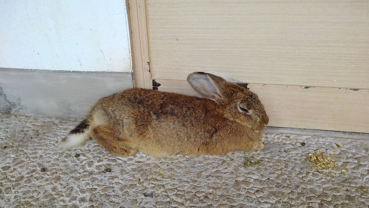 f:id:ka-gu:20190706133051j:plain f:id:ka-gu:20190706133051j:plain