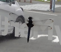 f:id:ka-gu:20190720223810j:plain f:id:ka-gu:20190720223810j:plain