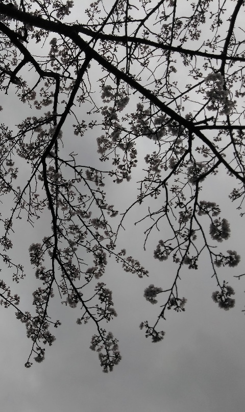 f:id:ka-gu:20200401141618j:plain f:id:ka-gu:20200401141618j:plain