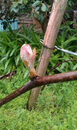 f:id:ka-gu:20200412181311j:plain