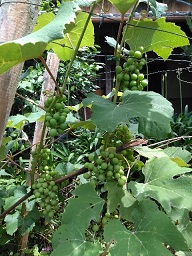 f:id:ka-gu:20200614180934j:plain f:id:ka-gu:20200614180934j:plain