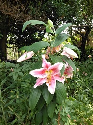 f:id:ka-gu:20200614180948j:plain f:id:ka-gu:20200614180948j:plain