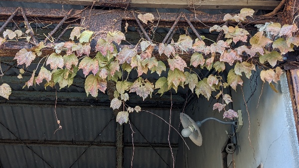 f:id:ka-gu:20201206220921j:plain