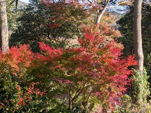 f:id:ka-gu:20201208120216j:plain