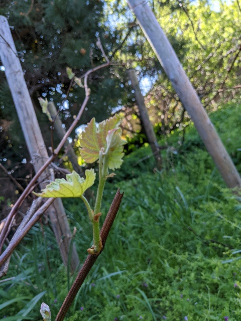 f:id:ka-gu:20210410135456j:plain