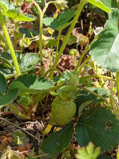 f:id:ka-gu:20210410135509j:plain