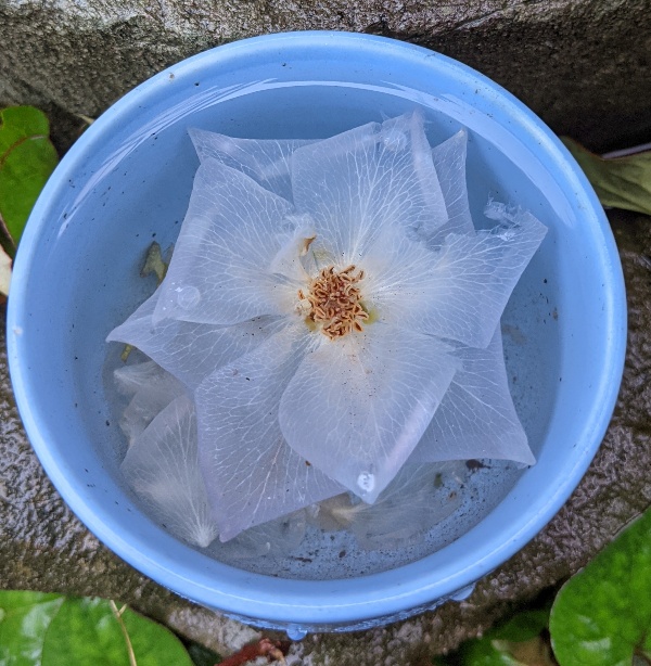 f:id:ka-gu:20210705153203j:plain