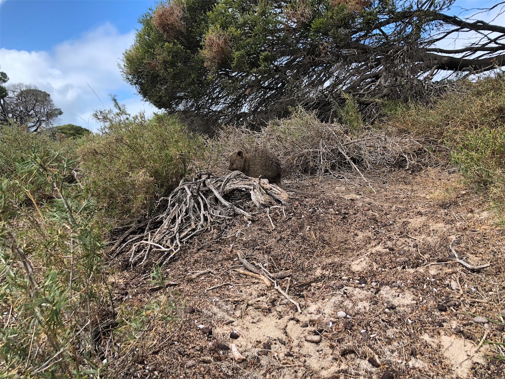 f:id:ka-ri-jp:20200513225608j:image