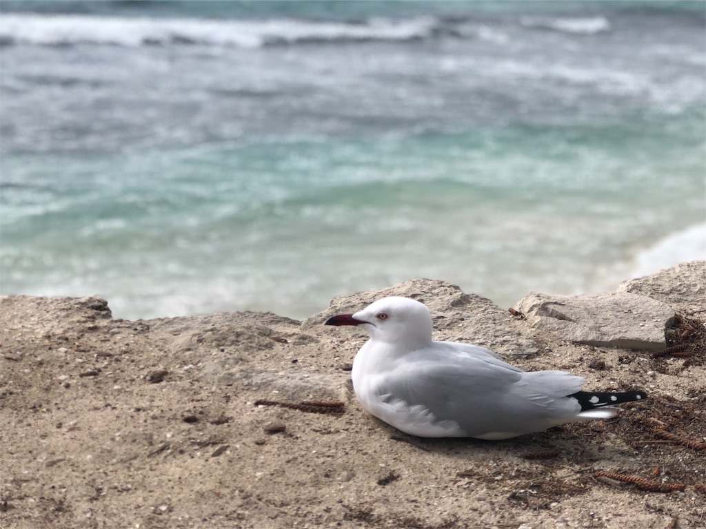 f:id:ka-ri-jp:20200513231054j:image