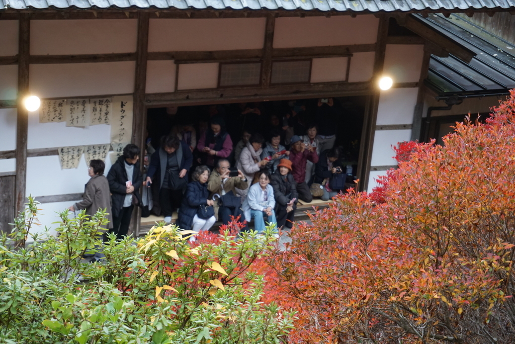f:id:ka-ruojisan:20181116110749j:plain f:id:ka-ruojisan:20181116110749j:plain